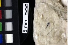 Foto (Detailansicht) von Cyclothyreus sp. (NHMW-GEO-1990-0041-0013b)